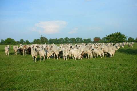 Casanare exportaría ganado en pie a países árabes