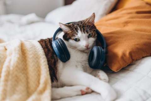 Sonidos para atraer y llamar a mi gato