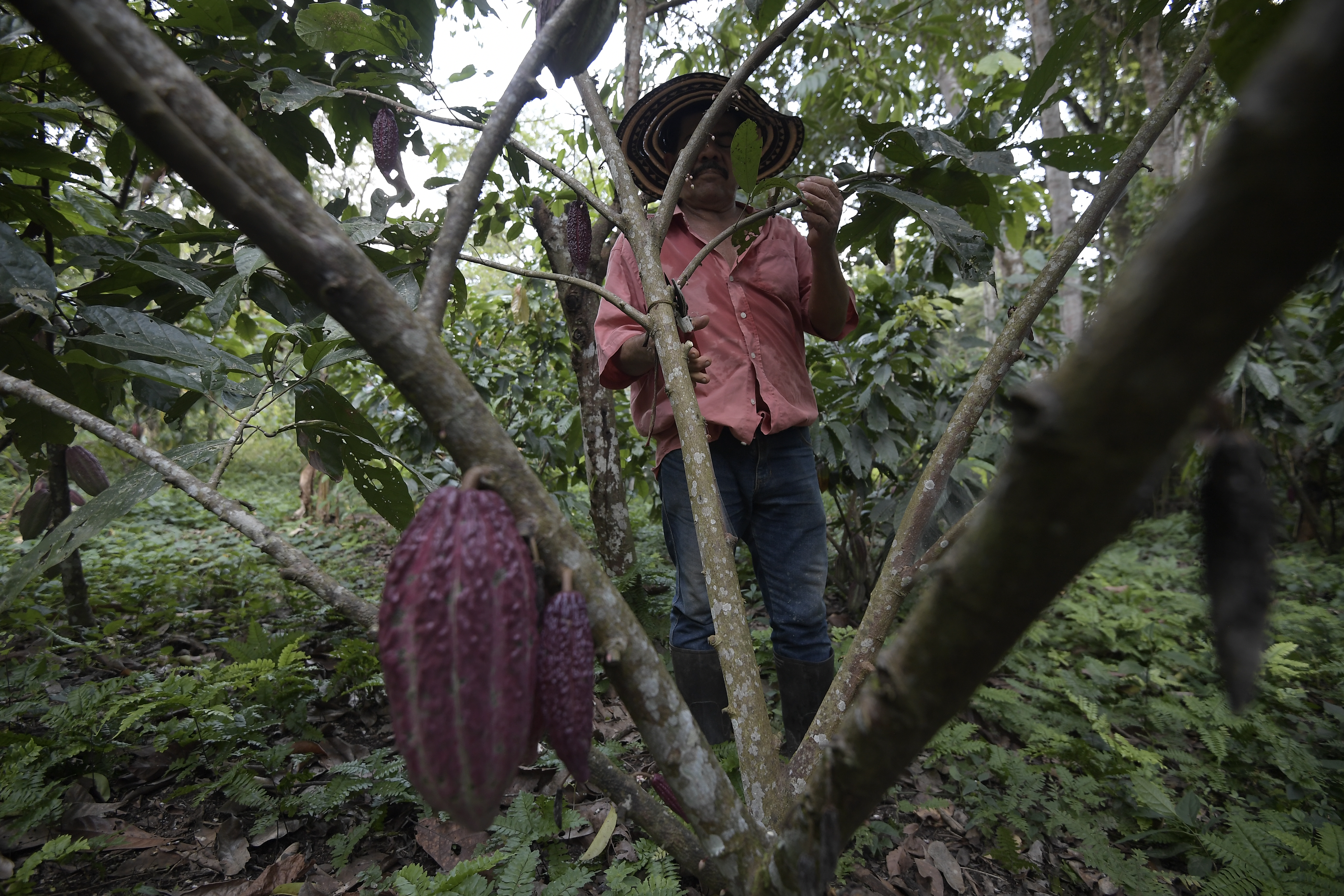 Campesinos cultivando cacao en el municipio de Puerto Boyacá.