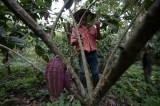Lanzan proyectos de formación y educación dual y paisajes sostenibles en Colombia