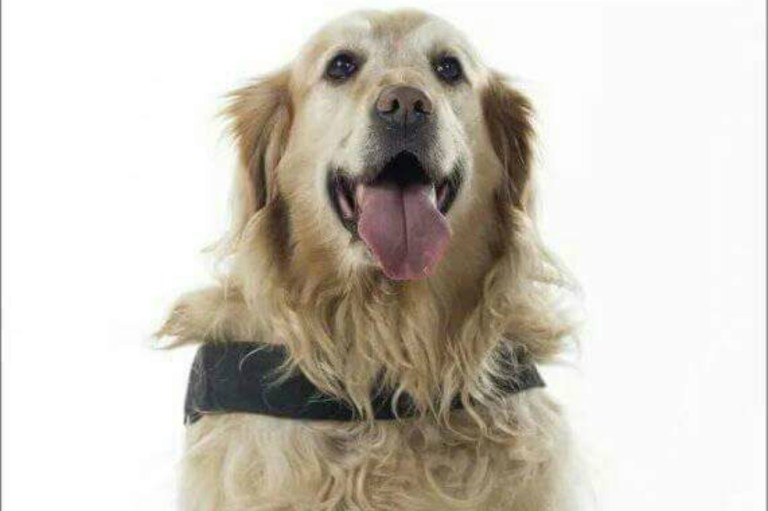 Muere Tina, perrita rescatista del servicio de Bomberos de Antioquia