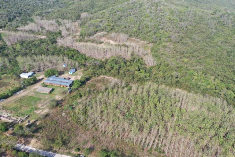 Luego del vaciamiento del territorio, las tierras pasaron por varias manos: de empresarios antioqueños a la cementera Argos. Esta última inició un proyecto de cultivo de teca para madera hasta que algunos de los terrenos fueron reclamados por las víctimas.