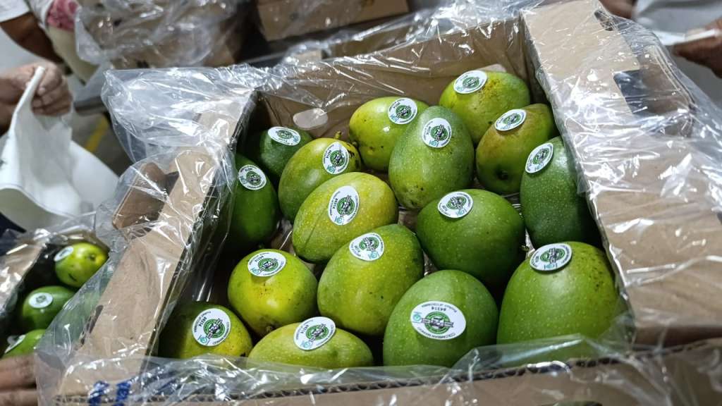 La fruta exportada fue cultivada en los predios Las Margaritas y Mi Cabañita, ubicados en Magdalena.