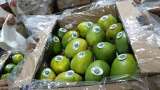 Colombia logra primera exportación de mango hacia Estados Unidos por vía marítima