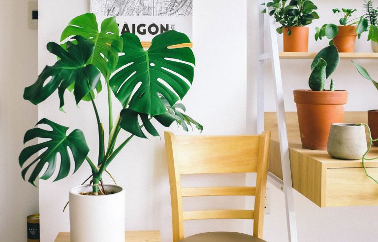 ¿Qué hacer cuando una planta se inclina hacia un lado?