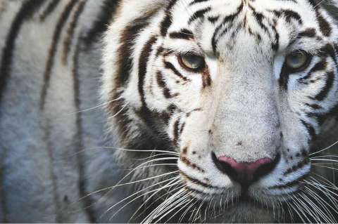 Cali, mundo animal
