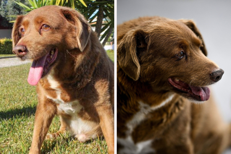 Bobi, el perro más viejo del mundo, perdió su record Guiness tras investigaciones