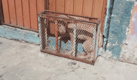 Presunto caso de maltrato en México: encerraban al perro por horas en jaula diminuta