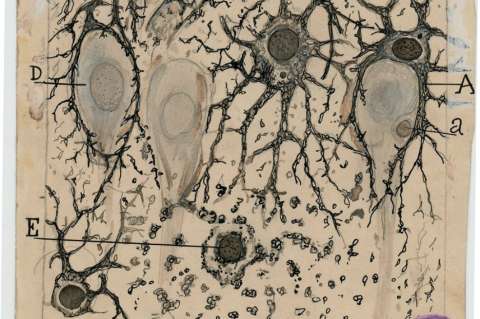 Así eran los dibujos de las células del cerebro en el siglo XIX