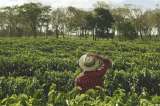 Soluciones basadas en la naturaleza, una forma para ayudar al mundo