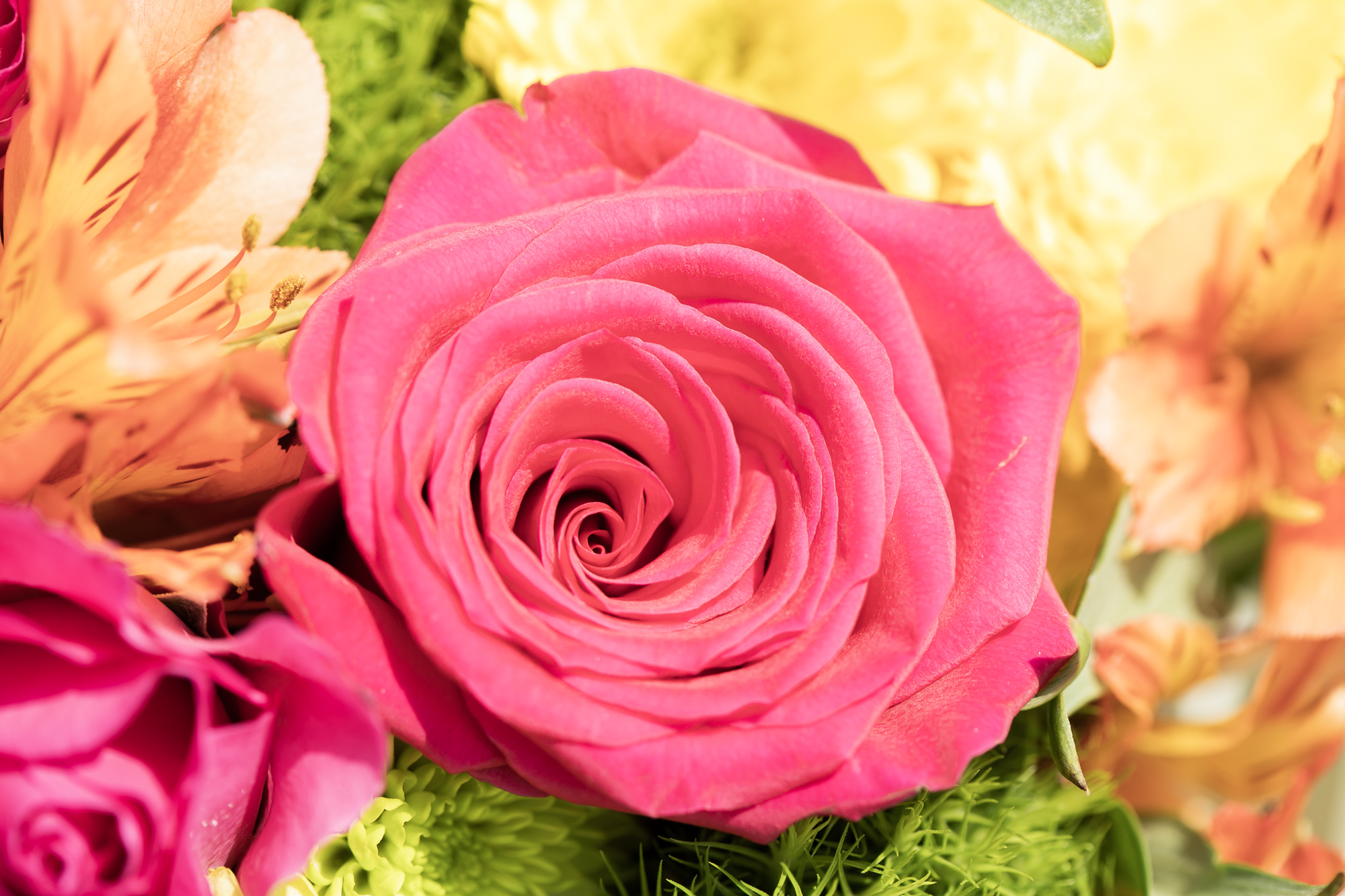 Las rosas la especie que más produce Colombia.