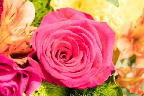 Rosas: cinco variedades diversas que adornarán su jardín, y sus cuidados