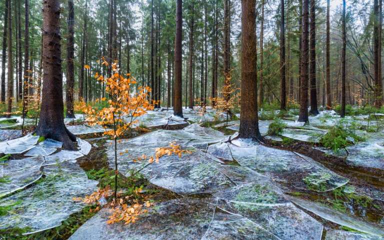 Después de que un río inundara un bosque, la superficie se congeló y el agua que había debajo se retiró. A continuación, la capa de hielo resultante comenzó a derretirse y a romperse, creando una escena espectacular.