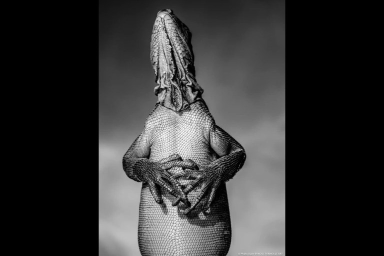 Ernoult Alain fue el ganador en la categoría Blanco y Negro por su foto llamada Vulnerable': una iguana en la isla de Granada, Indias Occidentales.