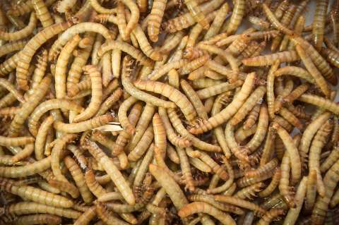 Hormiga culona, grillos y otros insectos: ¿el futuro de la alimentación?