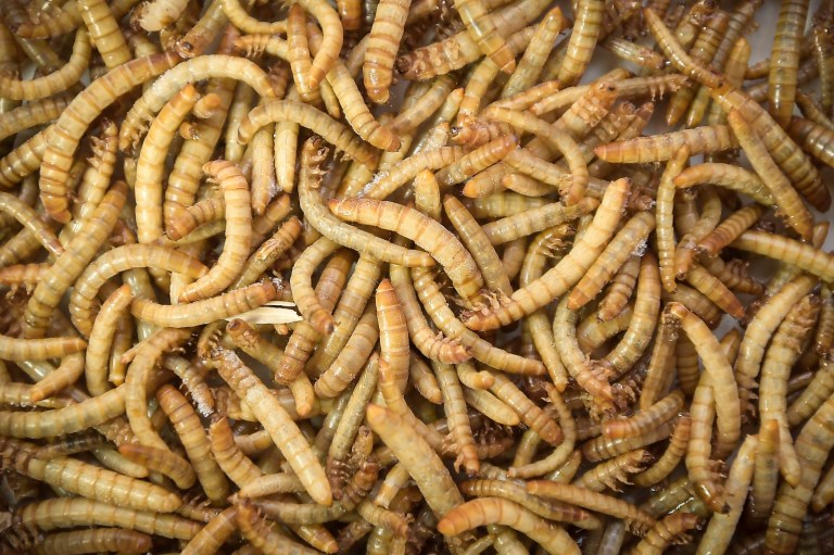 Hormiga culona, grillos y otros insectos: ¿el futuro de la alimentación?