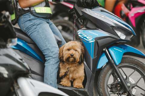¿Por qué algunos perros persiguen a las motos y qué significa?
