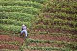 Diferencias entre fanegada, acre y hectárea: a cuánto equivalen y más
