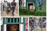 Los dos únicos animales que sobrevivieron a la guerra en Mosul