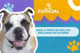 Conozca a Gordo, el perrito que hace videollamada con sus dueños