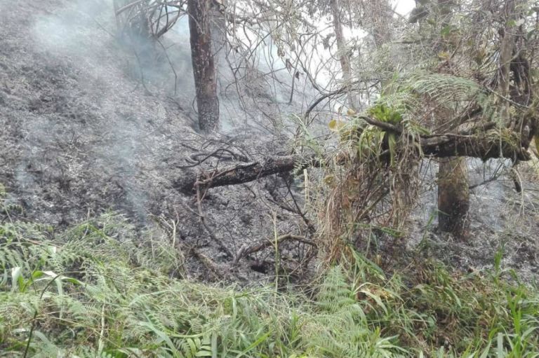 Van 190 hectáreas arrasadas por incendios forestales en Cundinamarca