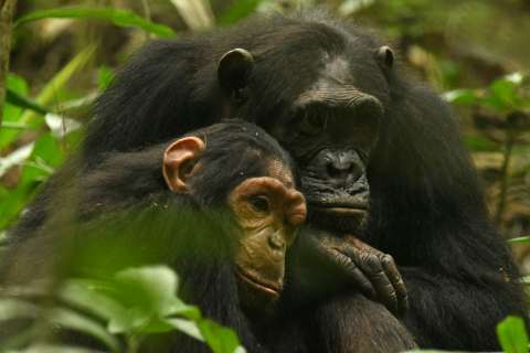Descubren un nuevo gesto que comparte una madre chimpancé y su hija