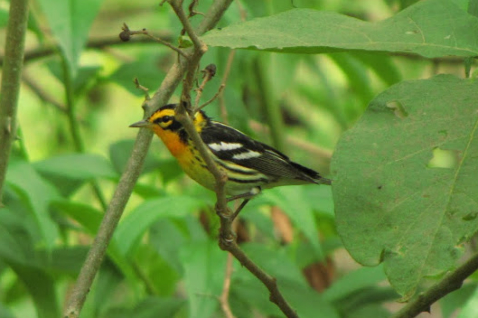 Durante la expedición, el equipo de ornitólogos llegó a constatar la existencia de 180 especies distintas de aves. / Oswaldo Cortes