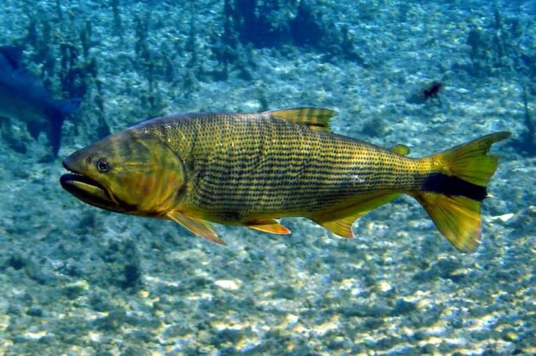 Hallan 17 medicamentos en tejidos de peces