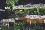 Huerta en la sombra: qué se puede cultivar cuando no hay sol directo