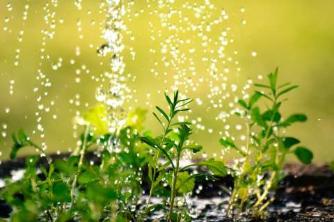 Señales de que sus plantas tienen exceso de agua o riego
