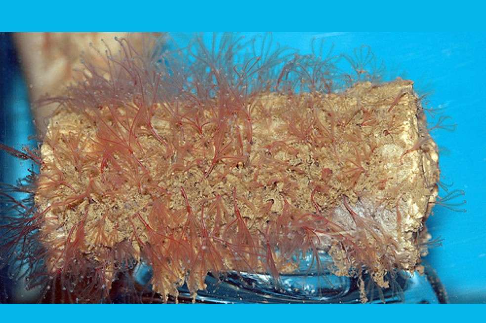 Esta imagen muestra a más de 100 especímenes hembra de Osedax en un hueso de ballena gris.