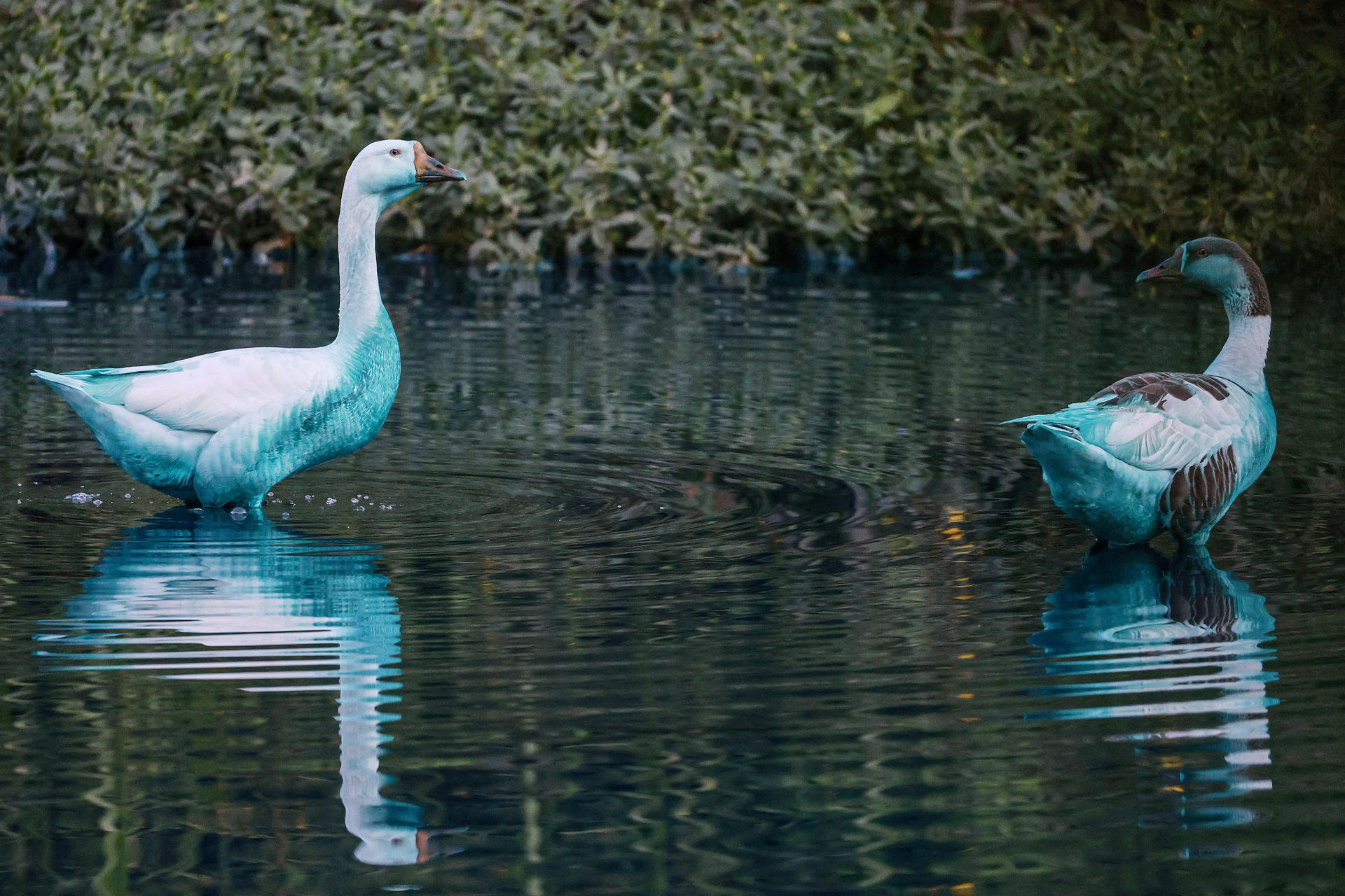 ACOMPAÑA CRÓNICA: BRASIL MEDIOAMBIENTE AME7668. JUNDIAÍ (BRASIL), 14/05/2025.- Dos patos manchados con pintura azul este miércoles, en el Lago de las Tulipas del Jardín Botánico en Jundiaí (Brasil). El lago y los animales del Jardín Botánico del municipio de Jundiaí, a 75 kilómetros de la ciudad de São Paulo, están pintados de azul eléctrico desde hace dos días, cuando un camión que transportaba cinco tanques de 1.000 litros de colorante cada uno chocó y derramó todo su contenido. EFE/ Sebastiao Moreira