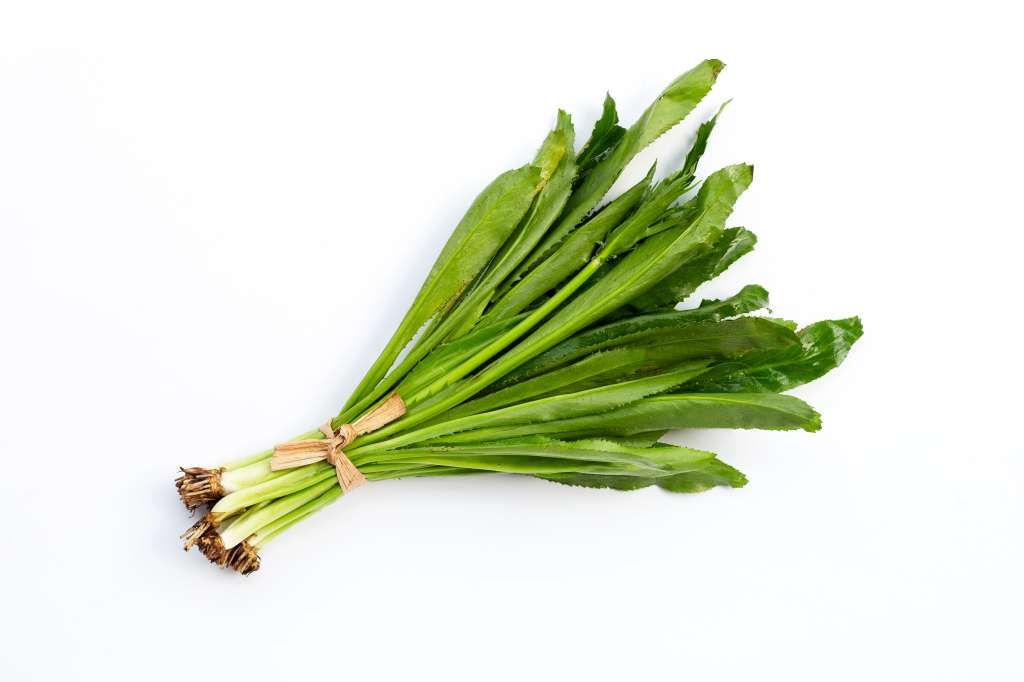 Fotografía de un atado de hojas de cilantro cimarrón retratadas sobre un fondo blanco.