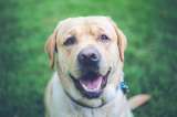 4 razas de perros grandes y fuertes que te encantarán