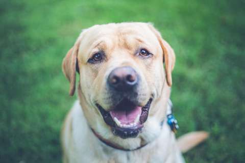 4 razas de perros grandes y fuertes que te encantarán