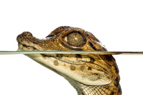 La biodiversidad colombiana en ocho gráficos