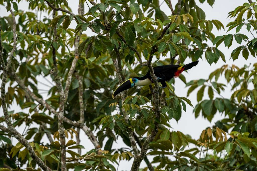 Tucan en el nuevo Parque Nacional.