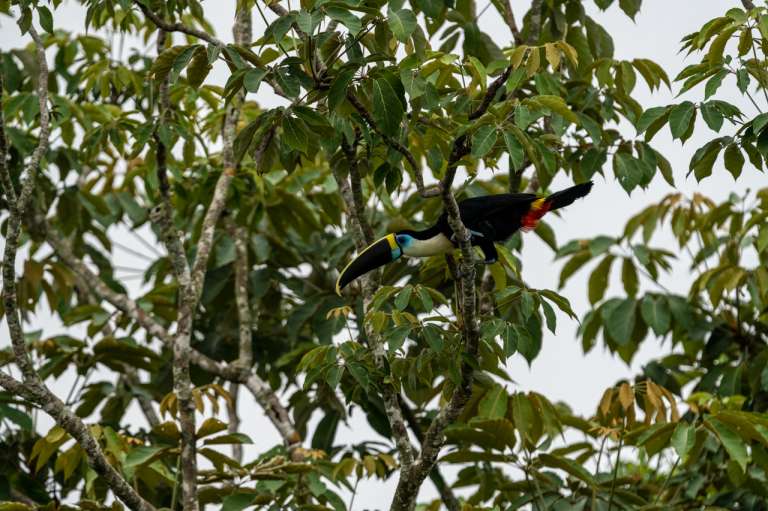 Tucan en el nuevo Parque Nacional.