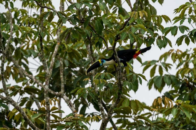 Tucan en el nuevo Parque Nacional.