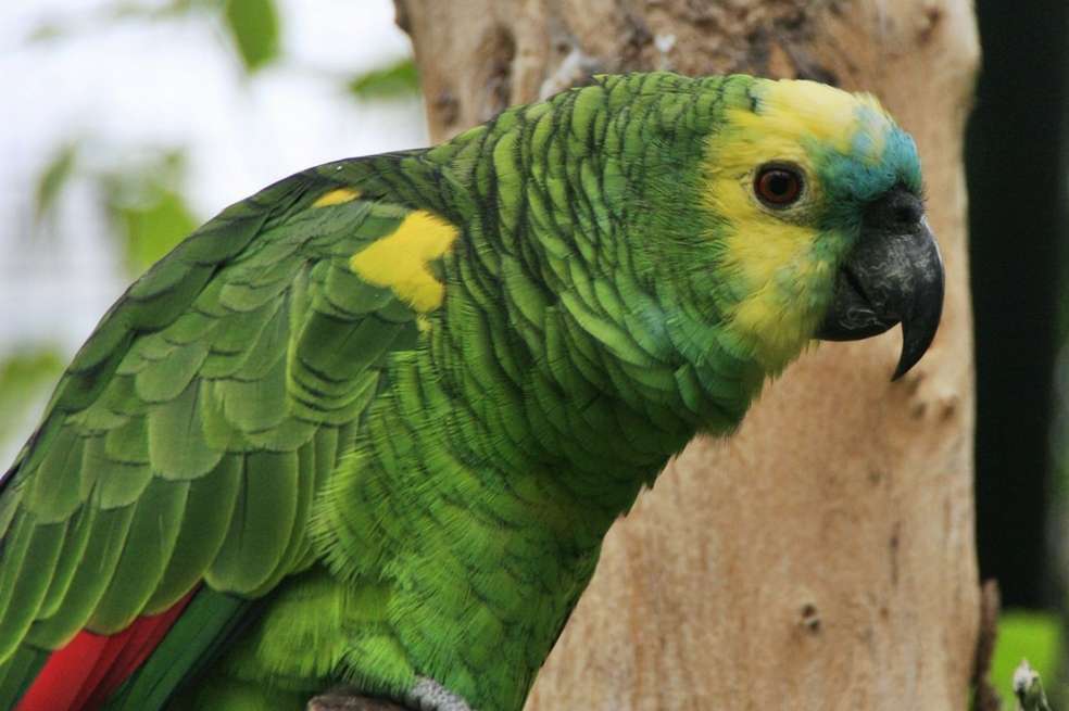 Sudamérica, el Sudeste Asiático y Oriente Medio juegan un rol principal en el tráfico legal e ilegal de loro. / Hernán Tolosa / Fotografía tomada del blog aves-argentina.blogspot.com.co