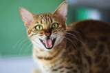 ¿Qué es lo que más asusta a los gatos?