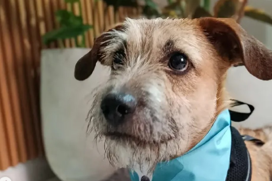 A diferencia de sus hermanos de camada, Oliver continúa a la espera de ser adoptado en Bogotá.