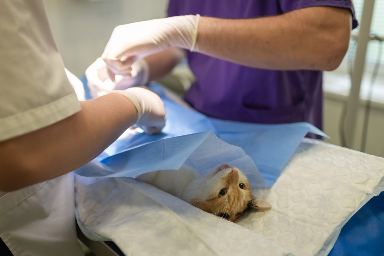 Día mundial de la esterilización animal: lo que debe saber sobre este procedimiento