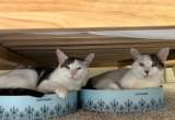 Maestra encuentra una ingeniosa forma de llevar a sus gatos al aula de clases