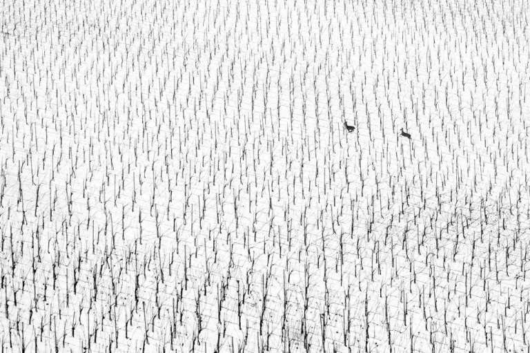 Categoría Arte de la naturaleza: La ganadora fue MaruSa PUHEK, Eslovenia, por su imagen de unos venados, en medio de un bosque durante un día nevado.
"Esta foto fue parte de mi proyecto 366, cuando tomaba una imagen cada día y llevaba mi cámara a todas partes", explica.
