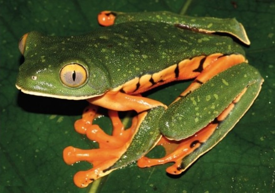 La rana fue descubierta por primera vez en Panamá, 1925. / Cruziohyla sylviae. /Universidad de Manchester