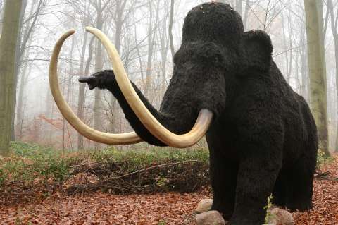 Récord: incautan 156 colmillos de mamut en la frontera china