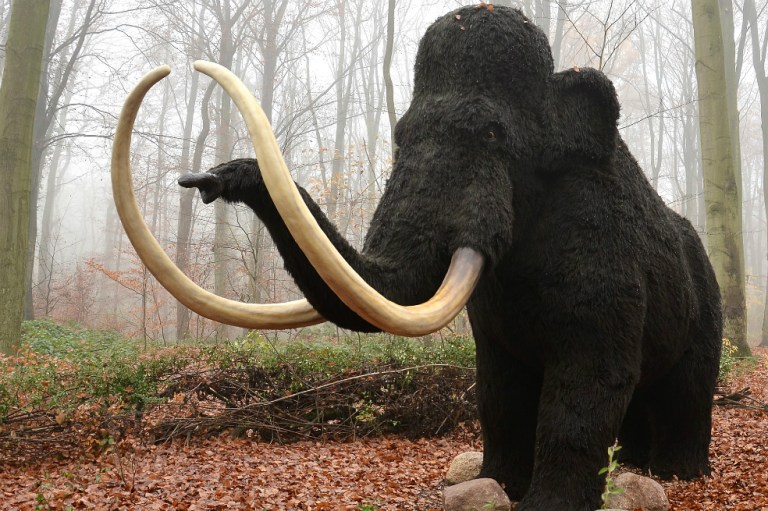 Récord: incautan 156 colmillos de mamut en la frontera china