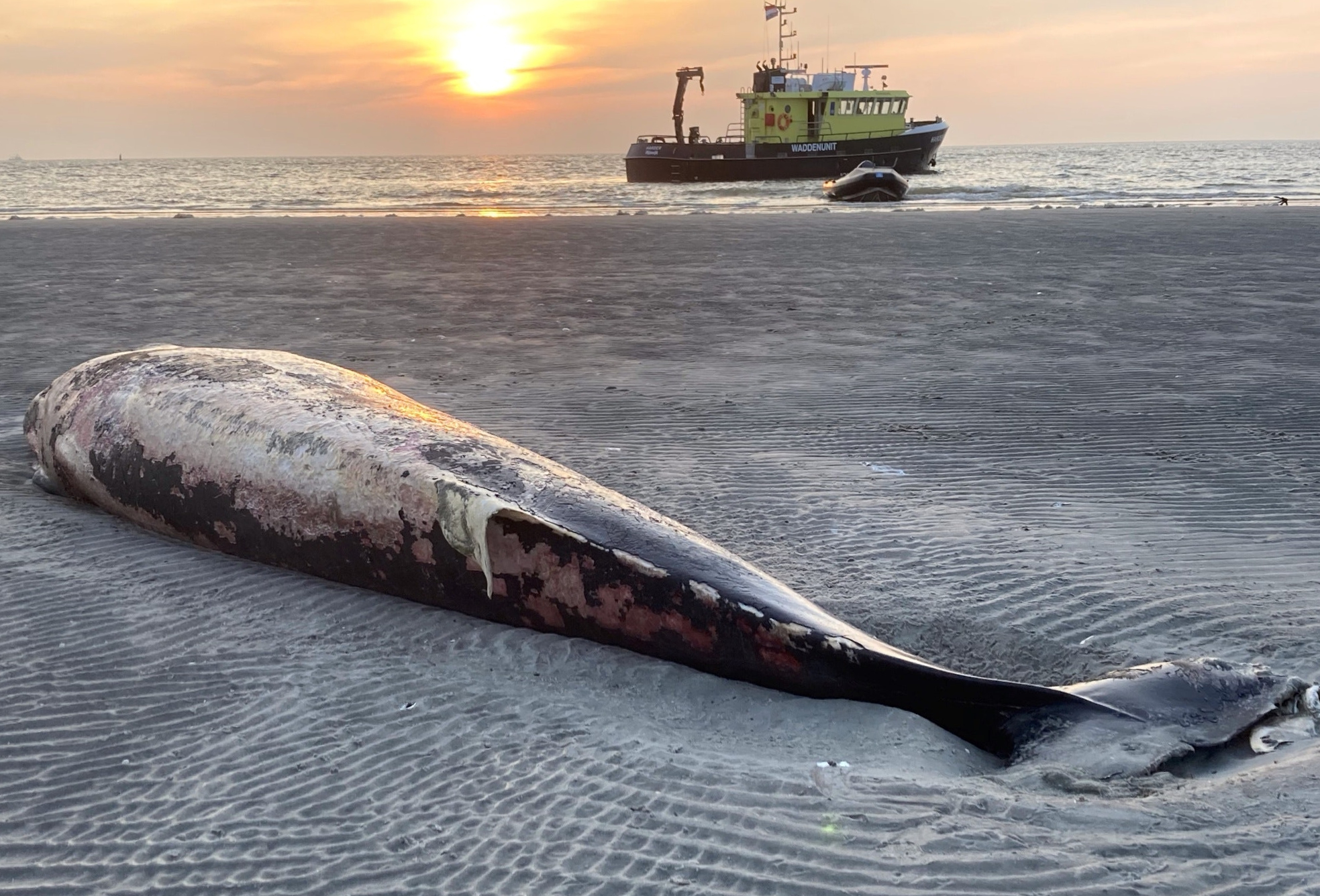 GRAF8232. LA HAYA, 07/05/2022.- ¿Qué se debe hacer con una ballena varada en la playa? Lo habitual es retirar el cadáver lo antes posible para evitar el hedor y las molestias a los vecinos, pero una investigación en Países Bajos señala los beneficios de abandonar los restos: son buenos para la biodiversidad y un alimento de interés para varias especies de escarabajos. EFE/Jan Kostwinner / Instituto de estudios marinos de Wageningen (WUR) / SOLO USO EDITORIAL/SOLO DISPONIBLE PARA ILUSTRAR LA NOTICIA QUE ACOMPAÑA (CRÉDITO OBLIGATORIO)