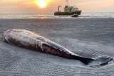 ¿Qué hacer con una ballena muerta en la playa? Abandonarla no es una mala idea